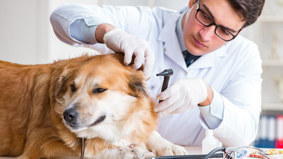 Zoonosis: sin veterinarios no hay salud pública