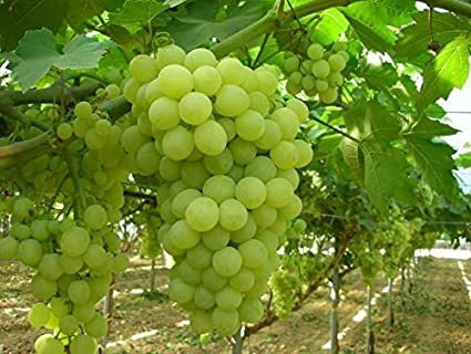 Guía de variedades de uva – Las grandes uvas blancas
