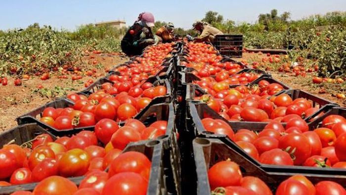 Producción de Tomate en Mendoza Aumenta un 7% con 4.022 Hectáreas Cultivadas
